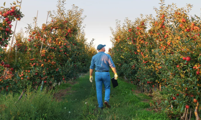 Gentleman walking away from the camera through an apple orchard with green grass and clear sky.